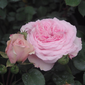 Halvány rózsaszín - nosztalgia rózsa